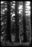 Triptychon I. Im Kalten Regenwald. Olympic Peninsula, Washington State, USA, 1998