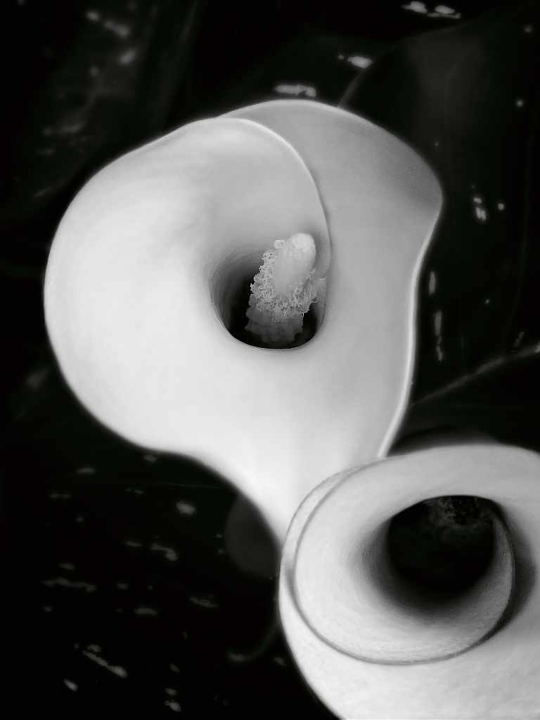 Calla &ndash; Fotografie von Reinhard Mohr, M&uuml;nchen, f&uuml;r bella martha im Januar 2026