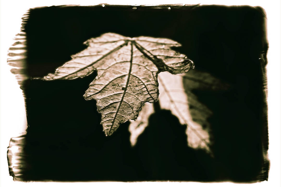 Fotografie einer Blüte für Reinhard Mohrs Fotoausstellung Eisblumen – Abaca in Mnchen im November 2026